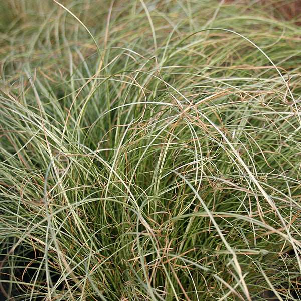 Close-up of Carex Frosted Curls - Grass featuring long, silvery-green leaf blades woven densely.