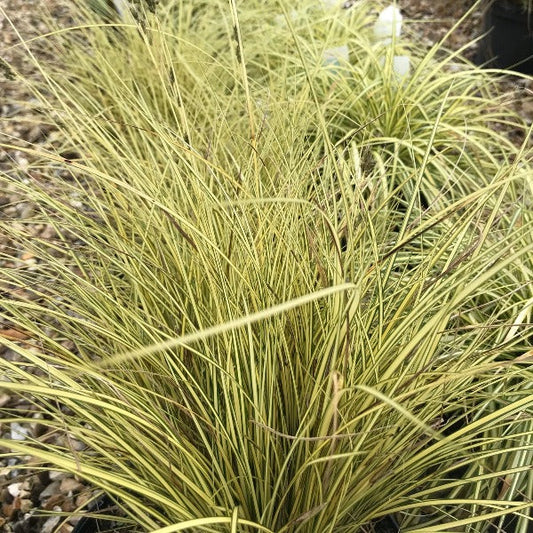 A close-up of the yellow Carex Jenneke - Greater Brown Sedge with thin, spiky leaves growing densely in a pot. Gravel creates a rustic backdrop for this evergreen beauty.
.