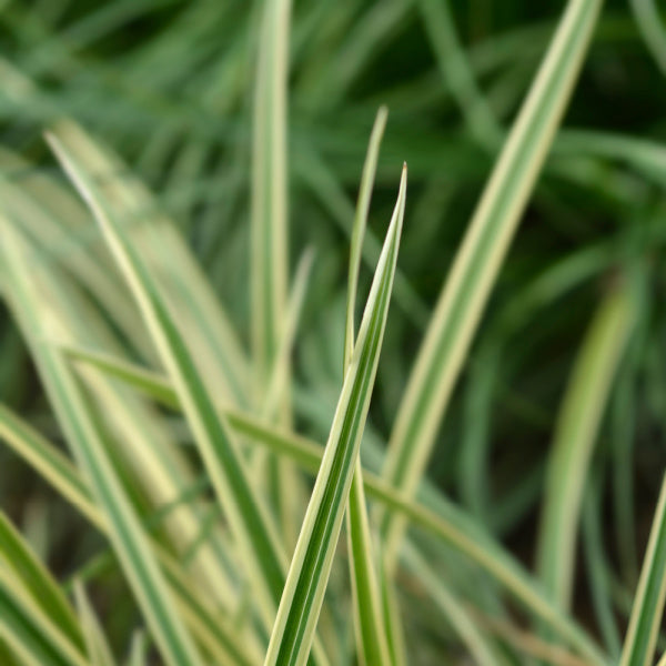 A close-up of long, vibrant grass blades from the Carex Vanilla Ice - Carex Vanice with cream-colored edges.