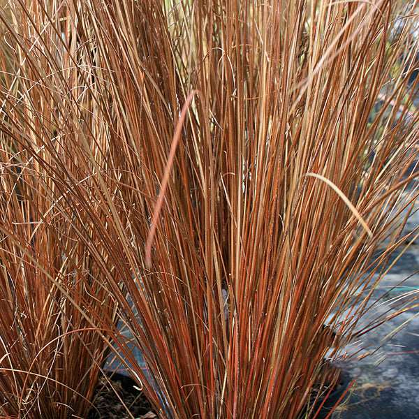 A close-up reveals the dense growth of bronze-brown leather leaf sedge, Carex buchananii, with thin, grass-like stems sprouting from the ground.