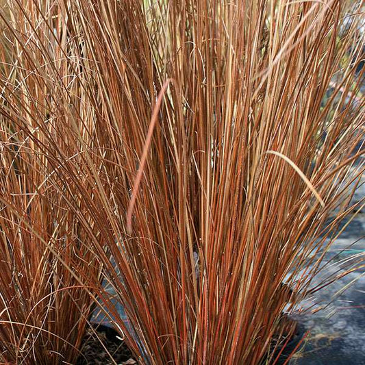 A close-up reveals the dense growth of bronze-brown leather leaf sedge, Carex buchananii, with thin, grass-like stems sprouting from the ground.