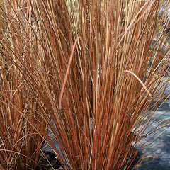 Carex buchananii - Leather Leaf Sedge