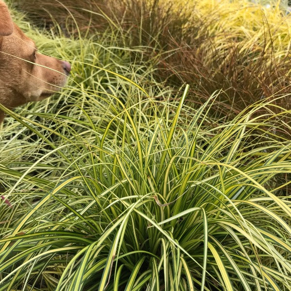 A dogs head peeks through the Carex oshimensis Eversheen - Japanese Sedge in a garden, its evergreen blades gently swaying around him.