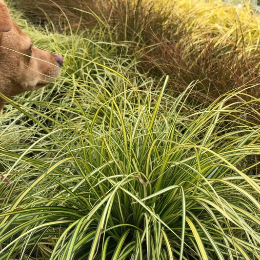 Carex oshimensis Eversheen - Japanese Sedge