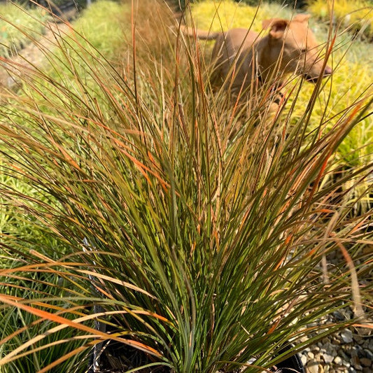 Close-up of Carex testacea – Orange New Zealand Sedge, showcasing its striking orange-brown tips that change bi-annually, as a blurred figure of a dog walks in the background.