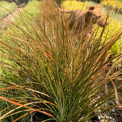 Carex testacea - Orange New Zealand Sedge