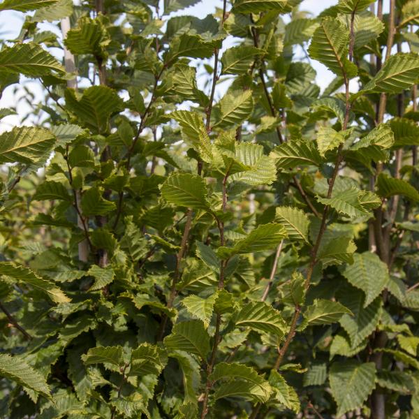 Close-up of vibrant green leaves on the branches of a Carpinus Albert Beeckman - Hornbeam Tree, a deciduous species. The textured surface and serrated edges beautifully capture the play of natural light.