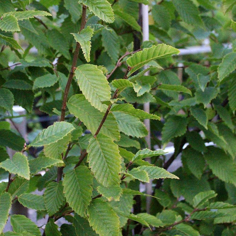 Close-up of green leaves with serrated edges on a branch of the Carpinus Frans Fontaine - Frans Fontaine Hornbeam Tree, set against a blurred background.