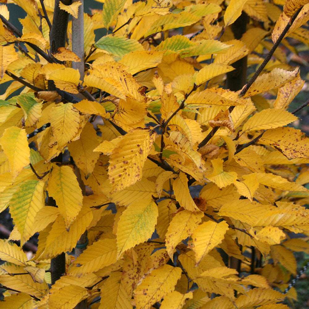 The yellow and green leaves of the Carpinus betulus Fastigiata create a stunning display in autumn, showcasing the elegance of this upright hornbeam tree.