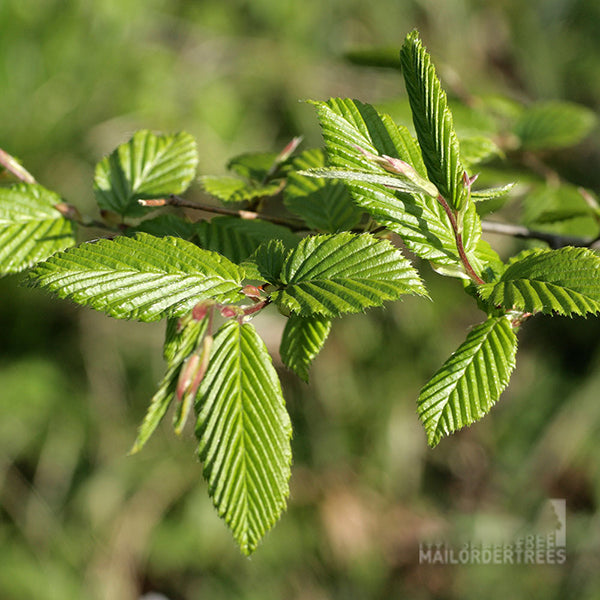 Close-up of green leaves with serrated edges on a Carpinus betulus - Hornbeam Tree - Mix and Match branch, set against a blurred natural background.