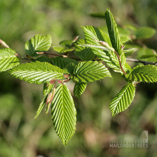 Carpinus betulus - Hornbeam Tree