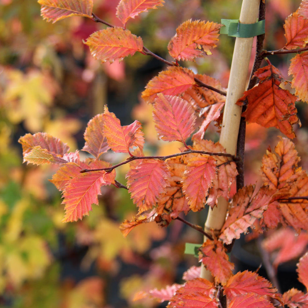 The close-up showcases the vibrant autumn hues of red and orange leaves on a Carpinus betulus Rockhampton Red branch, set against a beautifully blurred background.