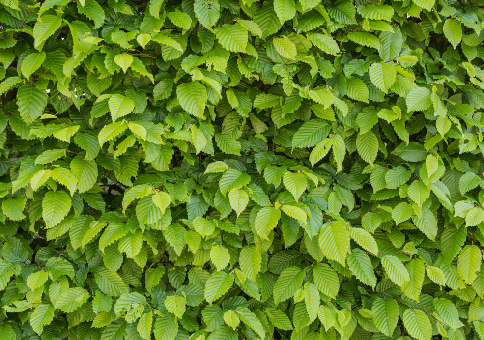 Carpinus: A Stately Addition to Any Garden.