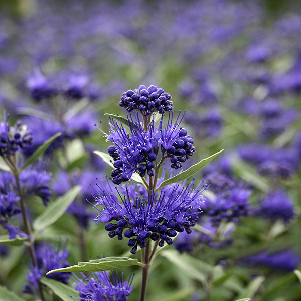 Close-up of vibrant purple flowers with clustered petals and green leaves, capturing the elegance of Caryopteris x cland. Dark Knight - Bluebeard, set against a blurred natural background, reminiscent of late summer blooms in their full glory.