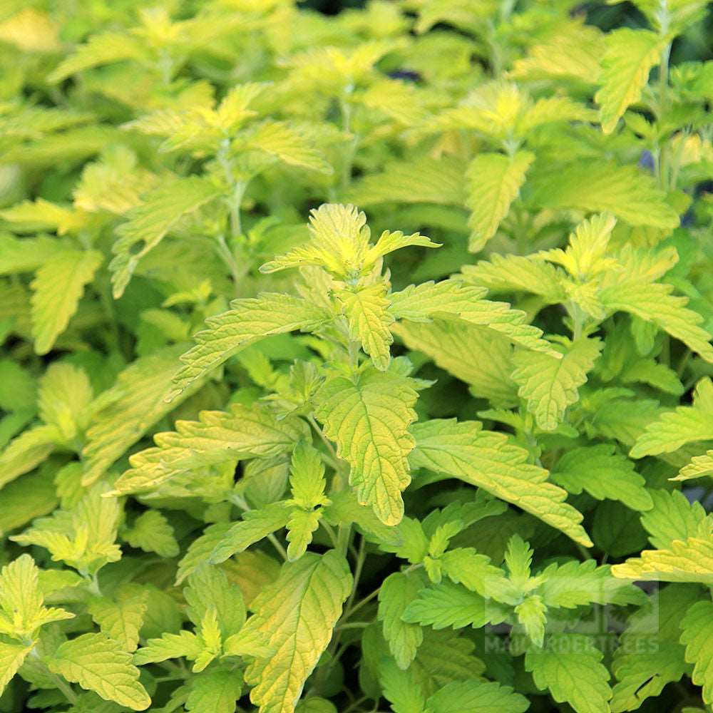 Close-up of the vibrant green Caryopteris x cland. Hint of Gold - Lisaura with serrated leaves and a bushy rounded habit.