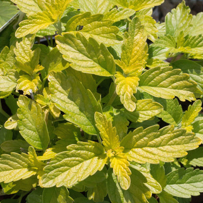 Close-up of Caryopteris x cland. Hint of Gold - Lisaura reveals vibrant green leaves with serrated edges, forming a dense cluster with purple flowers peeking through. Sunlight highlights the leaves, creating a textured appearance.