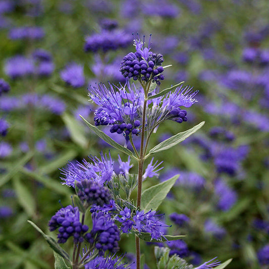 A close-up showcases the Caryopteris x cland. Kew Blue plant, featuring clusters of small purple blooms and green leaves, set against a blurred backdrop of similar Bluebeard plants.