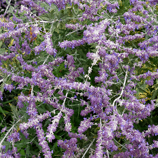 Close-up of a Caryopteris x cland. Sterling Silver - Bluebeard plant showcasing its vibrant purple flowers along silvery stems with green leaves, attracting eager pollinators.