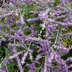 Caryopteris x cland. Sterling Silver - Bluebeard