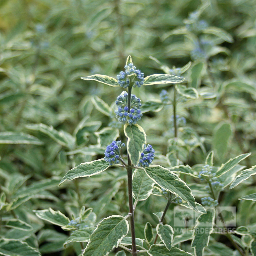 Close-up of a Caryopteris x cland. White Surprise - Bluebeard White Surprise featuring variegated cream and green leaves with small blue flower clusters against a blurred green backdrop.