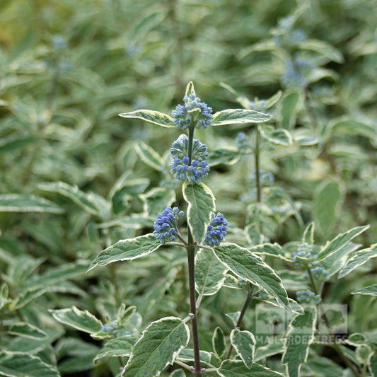 Caryopteris x cland. White Surprise - Bluebeard White Surprise