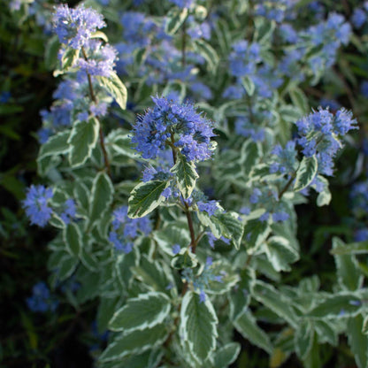 The Caryopteris x cland. White Surprise shrub features variegated cream and green leaves that beautifully complement its vivid blue flowers, creating a stunning display.