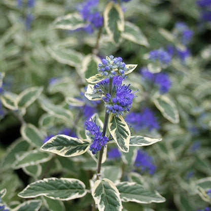 Close-up of the Caryopteris x cland. White Surprise plant showing variegated cream and green leaves, embellished with clusters of small lilac flowers.