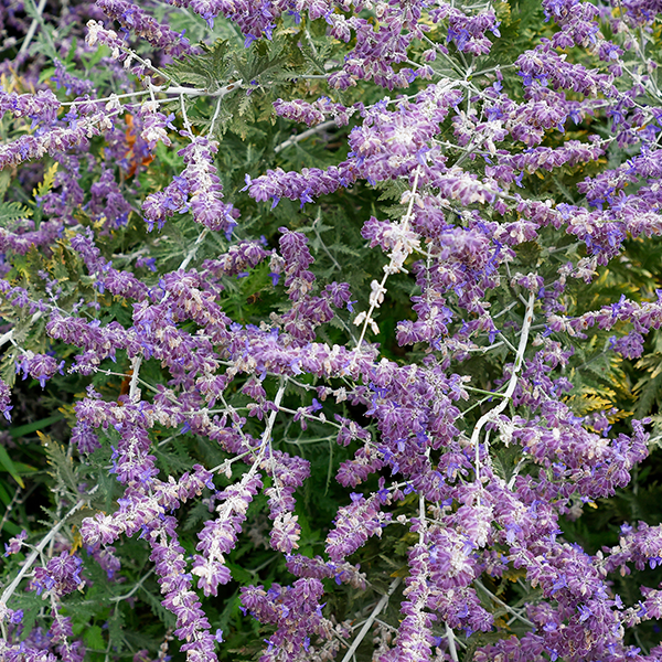 Caryopteris Land Sterling Silver