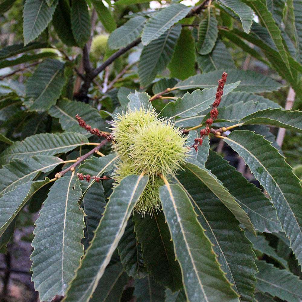 The Castanea sativa - Sweet Chestnut Tree features spiky green fruit clusters among serrated leaves.