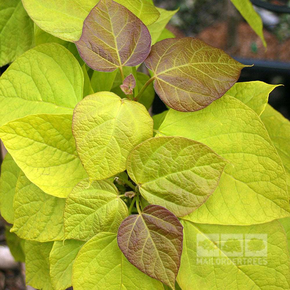 Close-up of a Catalpa Bignonioides Aurea, commonly known as the Golden Indian Bean Tree, displaying heart-shaped leaves. The bright green foliage of this tree features a unique purple tint along the edges.