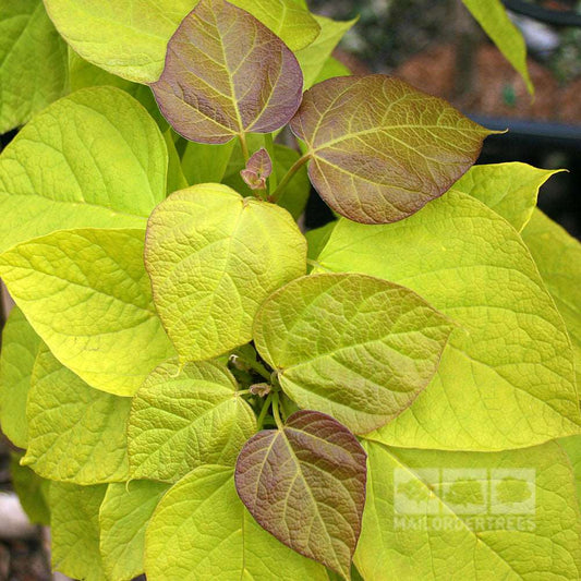 Catalpa Bignonioides Aurea - Golden Indian Bean Tree