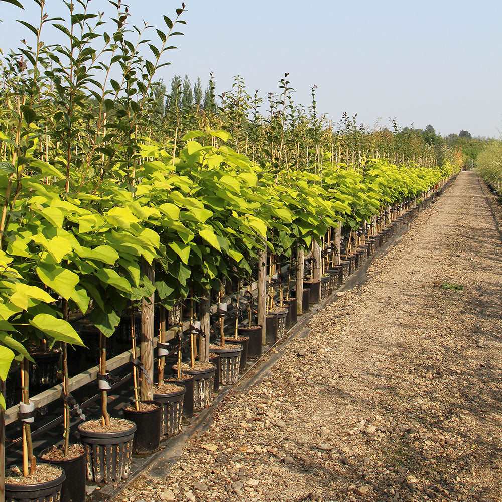 Rows of Catalpa Bignonioides Aurea, also known as Golden Indian Bean Trees, with heart-shaped, bright green leaves are planted in black pots and arranged on gravel under a clear sky.