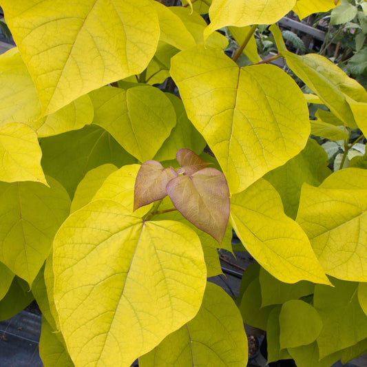 Catalpa Bignonioides Aurea - Golden Indian Bean Tree