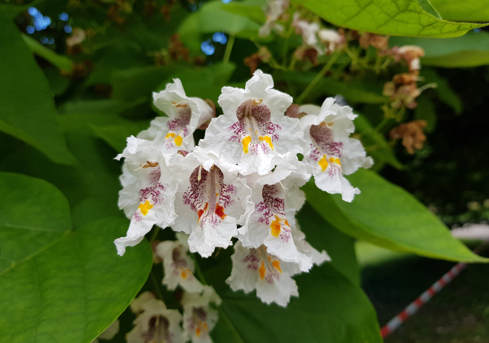 Catalpa: A Showstopper with Tropical Flair.