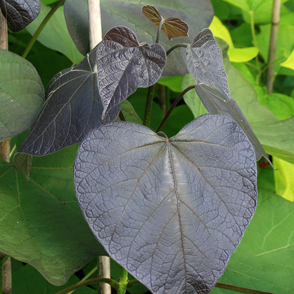 The heart-shaped leaves of the Catalpa Purpurea - Purple Indian Bean Tree are a deep purple with textured veins set against a vibrant green backdrop.