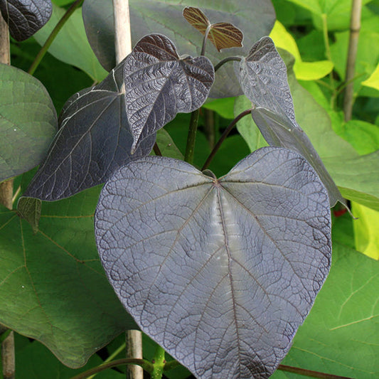 Catalpa Purpurea - Purple Indian Bean Tree