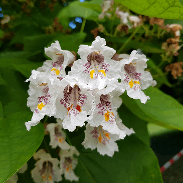 Close-up of the creamy white flowers with purple and yellow markings, surrounded by the heart-shaped green leaves of the Catalpa bignonioides - Indian Bean Tree.