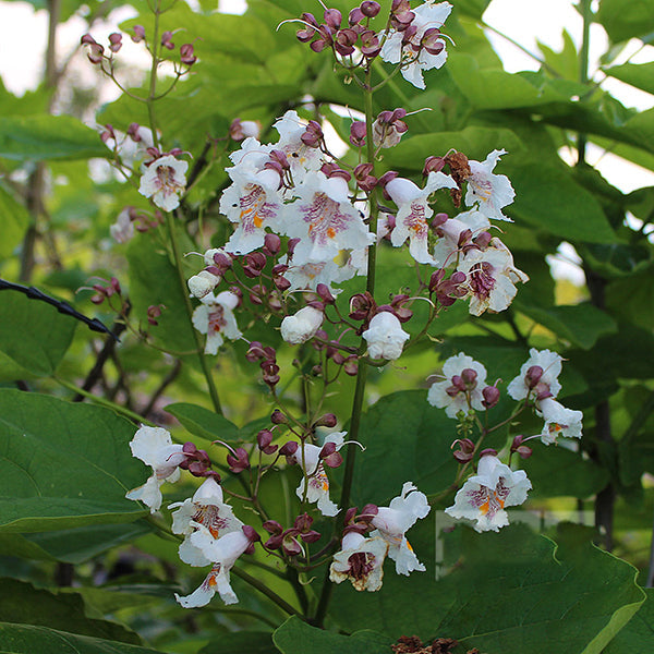 Close-up of a Catalpa bignonioides - Indian Bean Tree in bloom, featuring clusters of creamy flowers and white and pink blossoms surrounded by heart-shaped leaves with lush green foliage in the background.