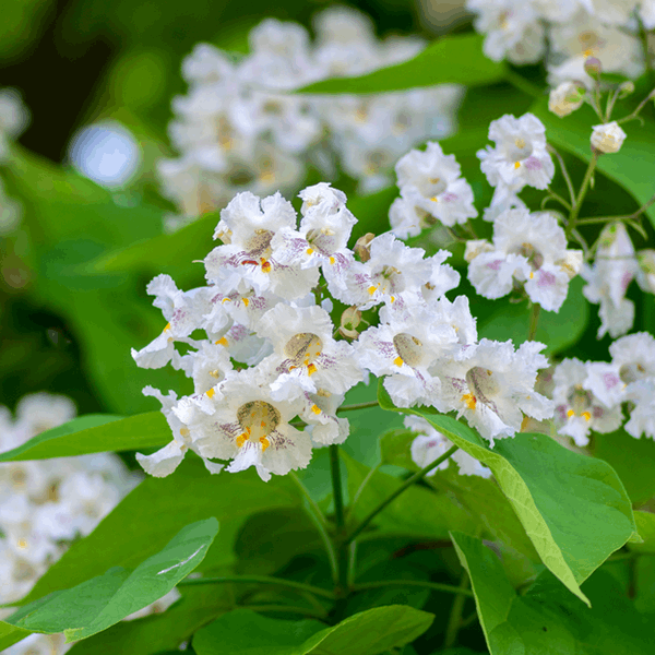 Close-up of the creamy flowers with purple and yellow centres, encircled by the heart-shaped leaves of the Catalpa bignonioides - Indian Bean Tree.