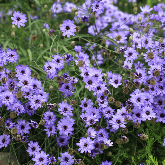 Catananche caerulea