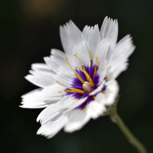 Catananche caerulea 'Alba'