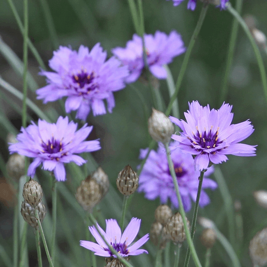 Catananche caerulea