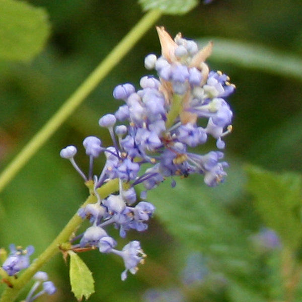 Close-up of the Ceanothus Autumnal Blue - Californian Lilac, with small purple blossoms against a blurred green background.