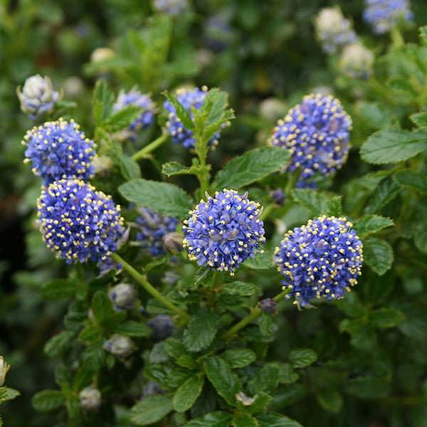 The Ceanothus Blue Mound - Californian Lilac features clusters of vibrant blue flowers blooming among lush green leaves, showcasing its stunning display as an evergreen shrub.