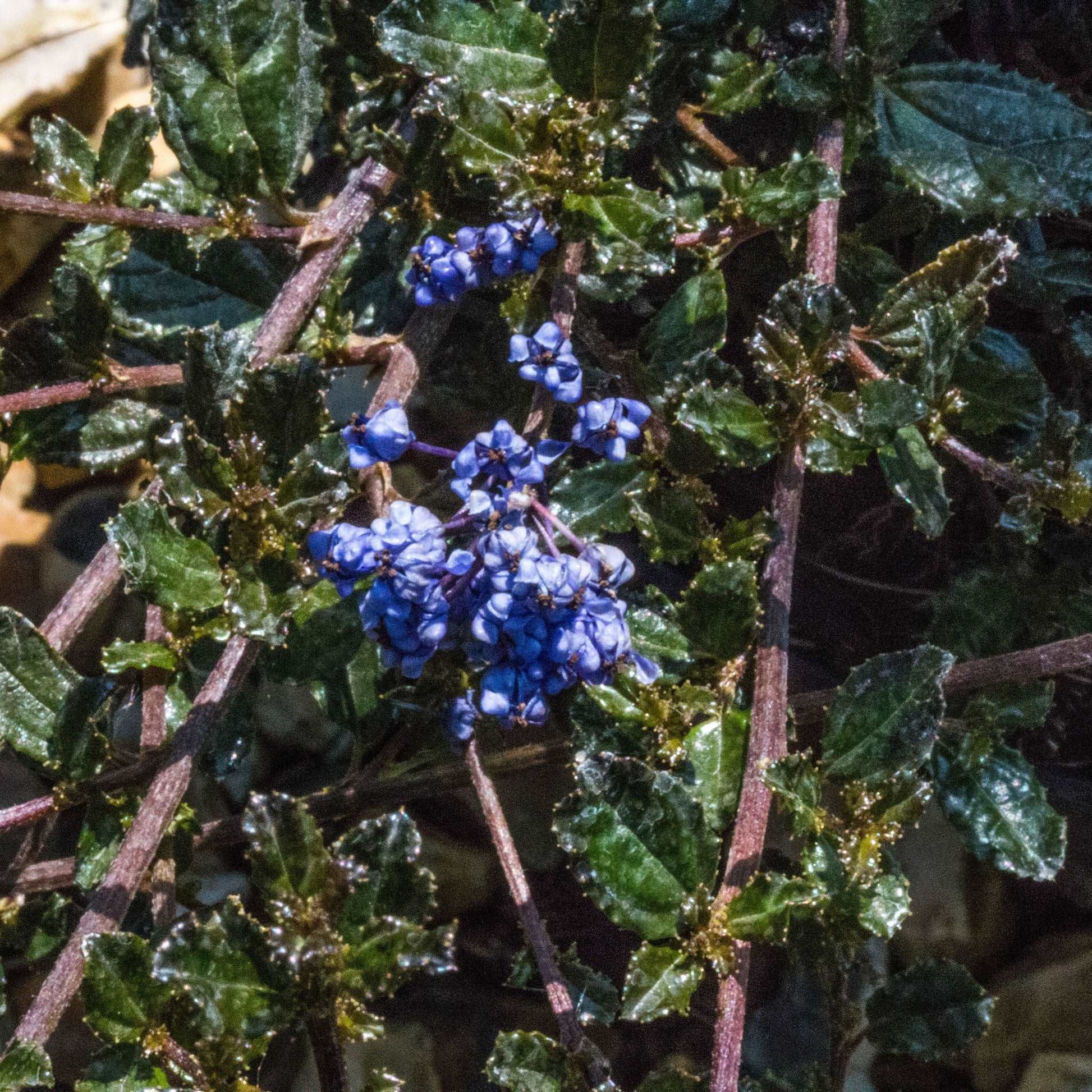 A cluster of small, vibrant flowers with dark green, glossy leaves and thin brown stems adorn the evergreen Ceanothus Blue Sapphire - Californian Lilac shrub.