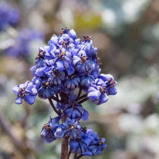 Ceanothus Blue Sapphire - Californian Lilac