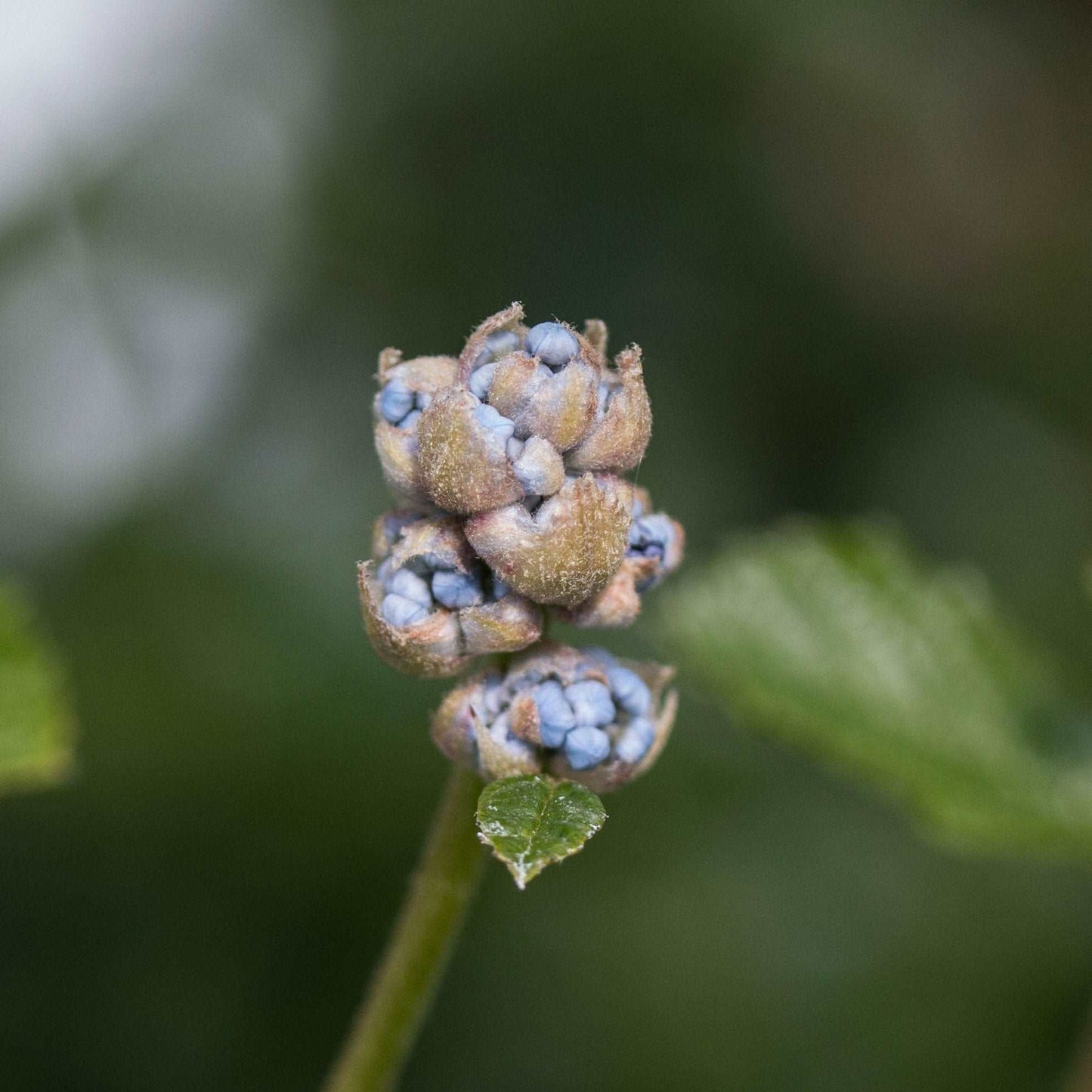 Close-up of an unopened Ceanothus Burkwoodii flower bud, showing clusters of bright blue petals on a green stem against a blurred background.