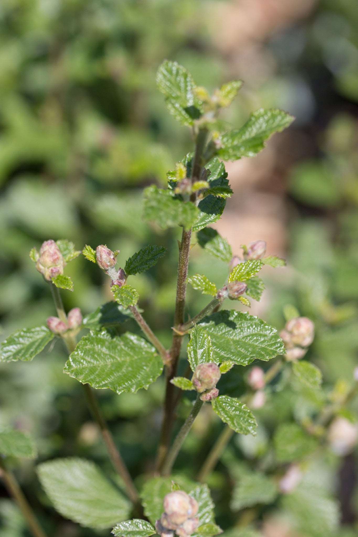 A close-up of Ceanothus Burkwoodii - Californian Lilac, showcasing its vivid green leaves and tiny buds akin to an evergreen shrub, set against a blurred backdrop.