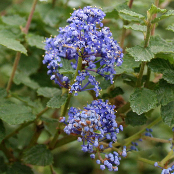 Close-up of Ceanothus Burkwoodii, a Californian Lilac with clusters of bright blue flowers against green leaves on the evergreen shrub.