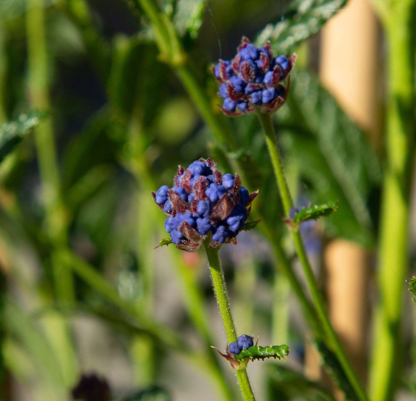 A close-up of two small purple flower buds on an evergreen shrub with green stems and leaves, set against a blurred green backdrop, reminiscent of the vibrant hues found in a Ceanothus Concha - Californian Lilac.